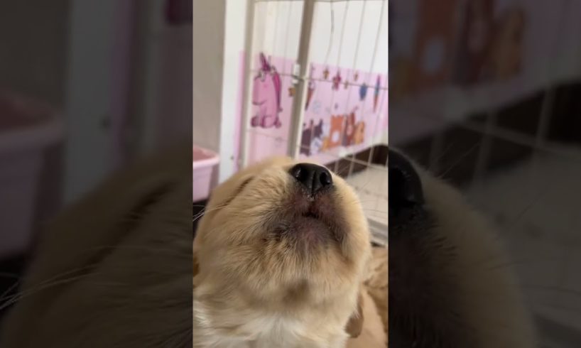 The cutest puppies in the world 😍 #puppies #cutepuppies #shorts