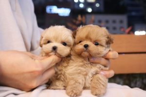 The cutest puppies you have in the world #Maltipoo l Korea teacup puppies