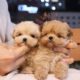 The cutest puppies you have in the world #Maltipoo l Korea teacup puppies