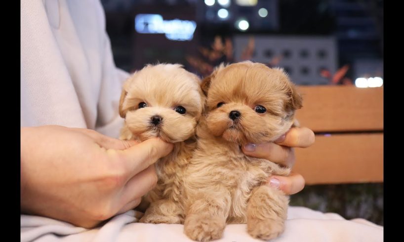 The cutest puppies you have in the world #Maltipoo l Korea teacup puppies