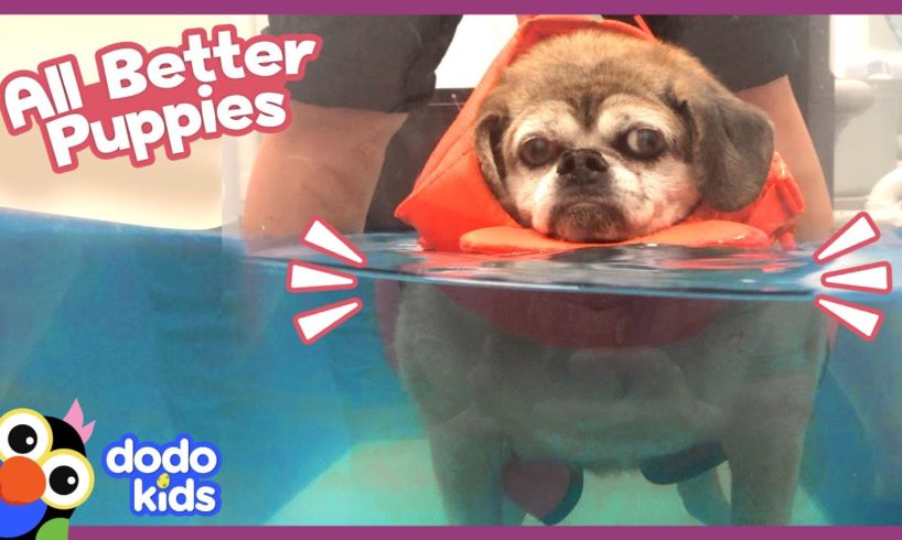 These Special Puppies Need Our Help Getting All Better! | Animal Videos | Dodo Kids