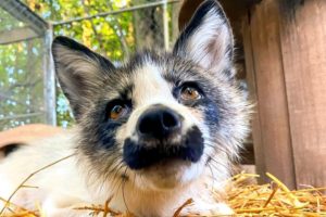 This fox has a bossy interspecies girlfriend
