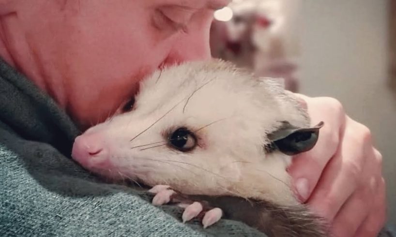 This man raised an opossum. Now he thinks they are smarter than dogs.