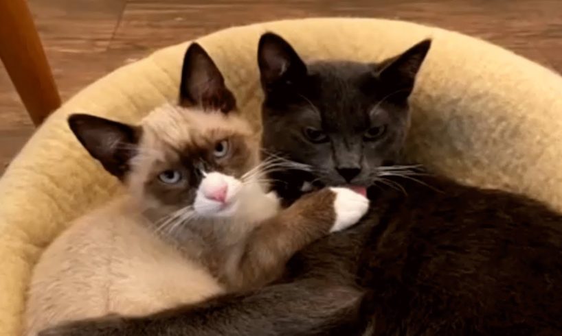 This special needs cat has an emotional support cat