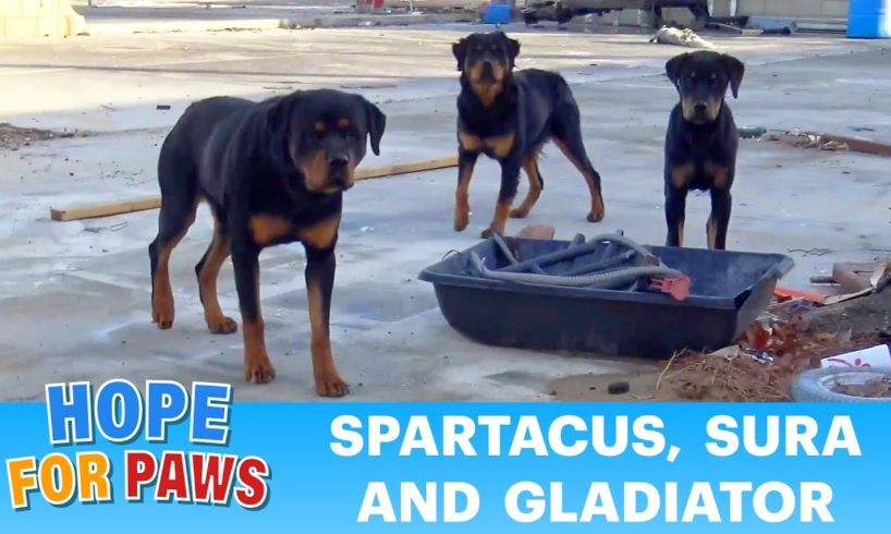 Three Rottweilers abandoned without food and left to die 😓😓😓