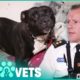 Tied Up Staffordshire Bull Terrier Saved Just In Time | The Dog Rescuers | Pets & Vets