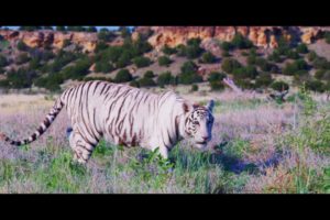 Tiger King Park Rescues