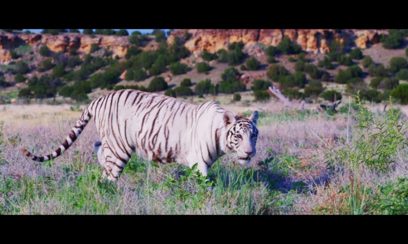 Tiger King Park Rescues