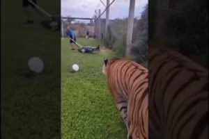 Tiger Playing with Human 🐯| #tiger #animals #pets #animallover #petlover #shorts