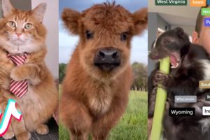 TikTok Pets that Will Brighten Up Your Day 😍❤️️