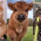 TikTok Pets that Will Brighten Up Your Day 😍❤️️