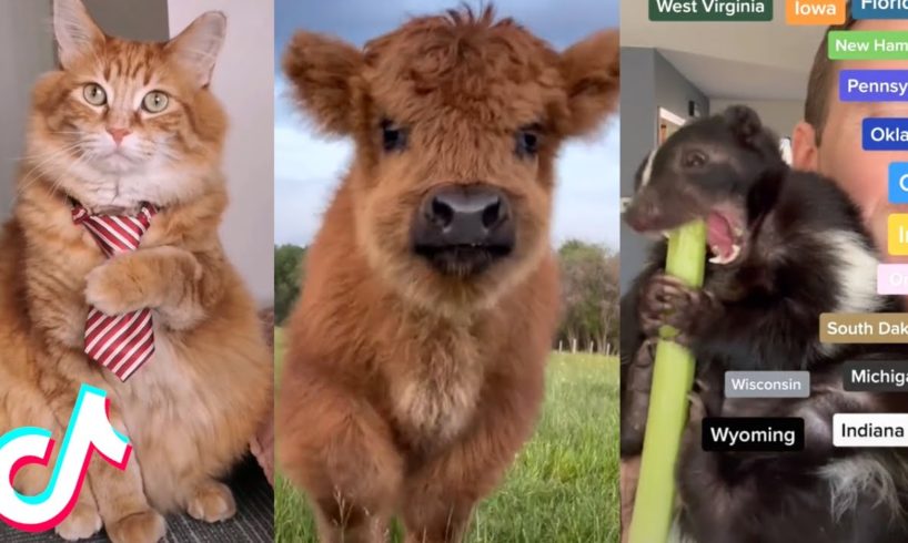 TikTok Pets that Will Brighten Up Your Day 😍❤️️