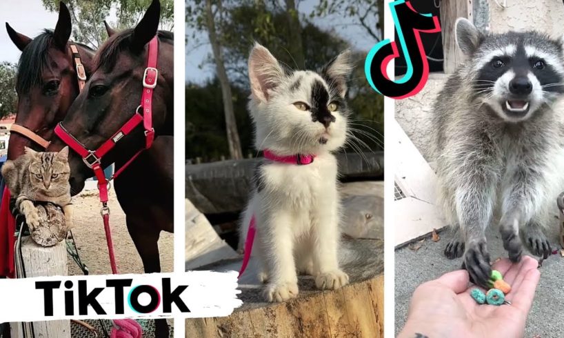 TikToks That Make You Go AAWWW - Funny and Cute Animals TIK TOK Compilation