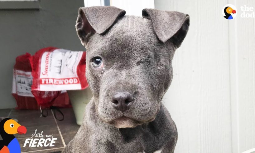 Tiniest Orphan Puppy Rescues Depressed Mama Dog - RAISIN | The Dodo Little But Fierce