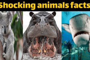 Top 10: shocking animals #facts #a2zfacts