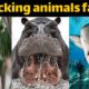 Top 10: shocking animals #facts #a2zfacts