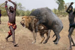 Top 5 Animals That The Lion Can Never Defeat - Blondi Foks