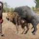 Top 5 Animals That The Lion Can Never Defeat - Blondi Foks