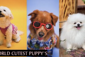 Top 5 Cutest Puppies Breeds | Top Dogs Breed | Dog Facts
