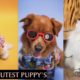 Top 5 Cutest Puppies Breeds | Top Dogs Breed | Dog Facts