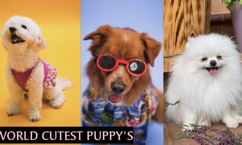 Top 5 Cutest Puppies Breeds | Top Dogs Breed | Dog Facts