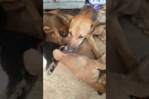Top Cutest Puppies Play With Mama So Happy Most Cute Puppies