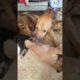 Top Cutest Puppies Play With Mama So Happy Most Cute Puppies