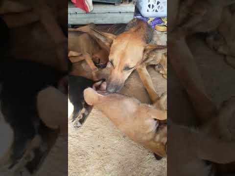 Top Cutest Puppies Play With Mama So Happy Most Cute Puppies