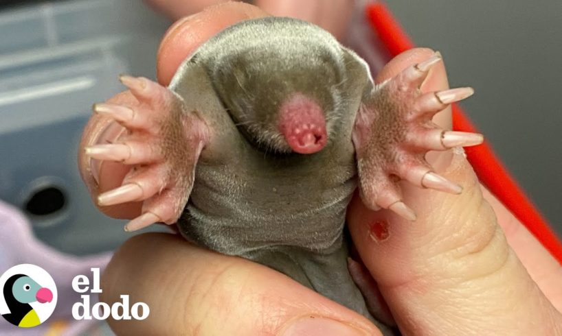 Topo bebé muy adorable crece de la noche a la mañana | El Dodo