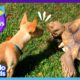 Tortoise Falls In Love With This Dancing Puppy | Best Animal Friends | Dodo Kids