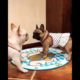🥰 Two Cute Dressed Puppies Playing Together 😍😂🐶 #cute_o #puppies #shorts #cute #animals