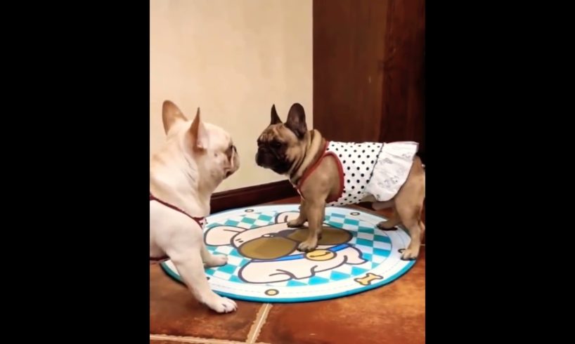 🥰 Two Cute Dressed Puppies Playing Together 😍😂🐶 #cute_o #puppies #shorts #cute #animals