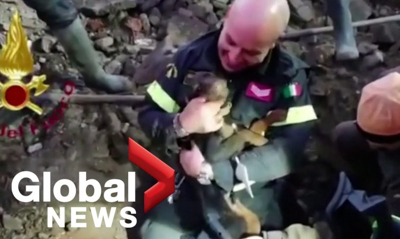Two dogs stuck in fox den rescued by Italian firefighters