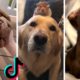 Ultimate Cutest PUPPIES & Happiest DOGGOS of TikTok Compilation 🤣