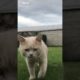 Ultimate Cutest PUPPIES & Happiest Pet of TikTok Compilation 2022