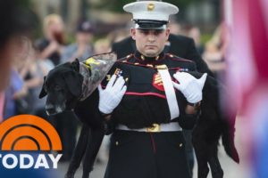 Watch A Marine Give His Beloved Dying Dog A Touching Final Ride | TODAY