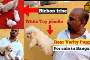 White Toy Poodle Cutest Puppies for sale in Bangalore | Bichon Frise Puppies for sale | Pets market