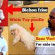 White Toy Poodle Cutest Puppies for sale in Bangalore | Bichon Frise Puppies for sale | Pets market