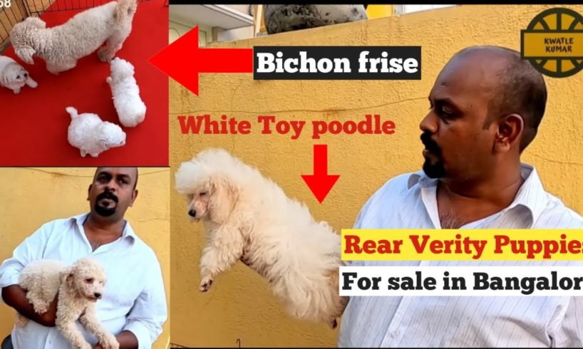 White Toy Poodle Cutest Puppies for sale in Bangalore | Bichon Frise Puppies for sale | Pets market