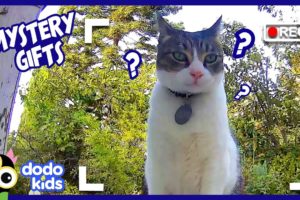 Who Keeps Leaving Mysterious Gifts On This Cat's Doorstep? | Mystery Animals | Dodo Kids