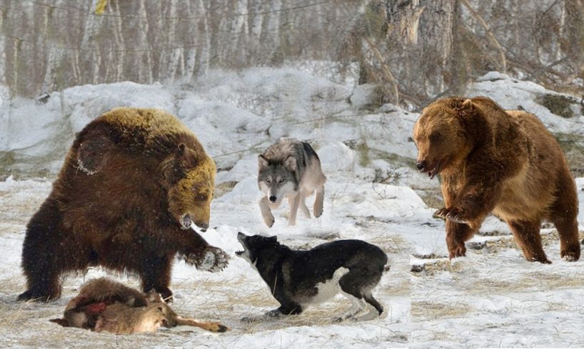 Wild Animals Fights - Wolves Attack Bear