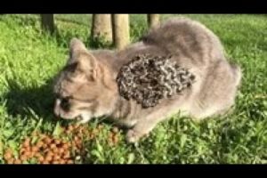 WoW ! ! POOR CAT Battling 5 0 0 0 + Maggot (Mangoworm) Removing from Cat!!  猫からワームを取り除く