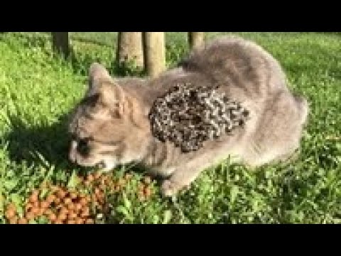 WoW ! ! POOR CAT Battling 5 0 0 0 + Maggot (Mangoworm) Removing from Cat!!  猫からワームを取り除く