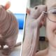 Woman adopted hairless rat that other rats found 'disgusting'