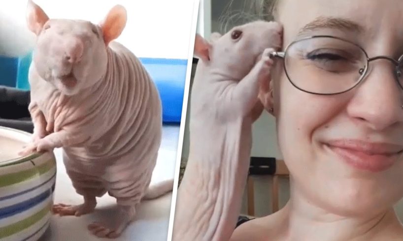 Woman adopted hairless rat that other rats found 'disgusting'