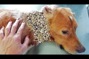 Wowww ! !  Huge Maggots & (Mangoworms) All Over The Poor Dog  犬からワームを取り除 RESCATE ANIMALES 2022