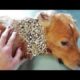 Wowww ! !  Huge Maggots & (Mangoworms) All Over The Poor Dog  犬からワームを取り除 RESCATE ANIMALES 2022