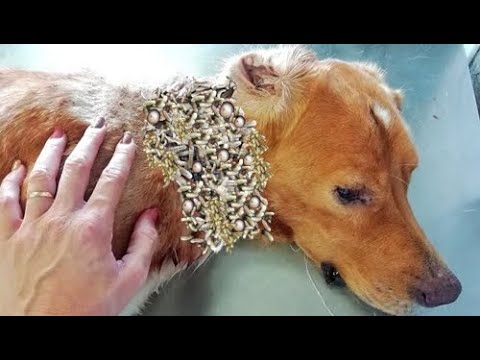 Wowww ! ! Huge Maggots & (Mangoworms) All Over The Poor Dog 犬からワームを取り除 RESCATE ANIMALES 2022
