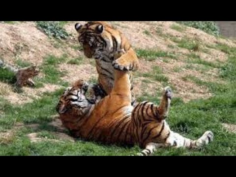 animal fights compilation