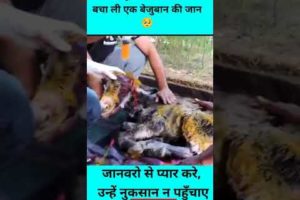 animal rescue team ase donkey ko dekhte Ho jaaoge hairan#short #facts #krfactsbt#factsvideo